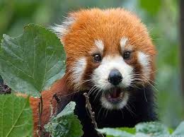 redpanda