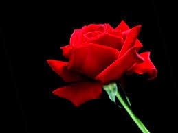 redrose