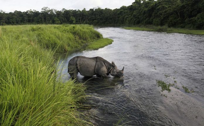 rhino