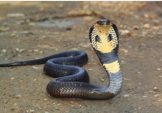 snak