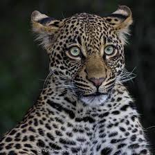 leo