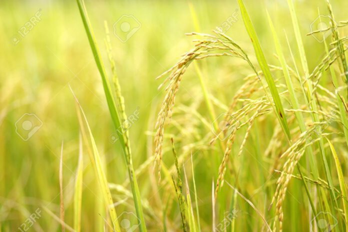 rice field