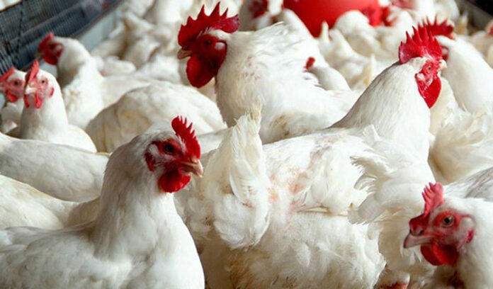 hen