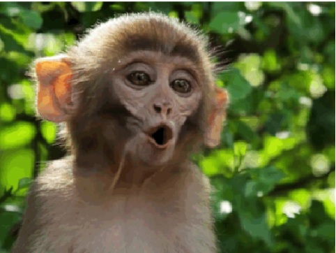monkey nepal