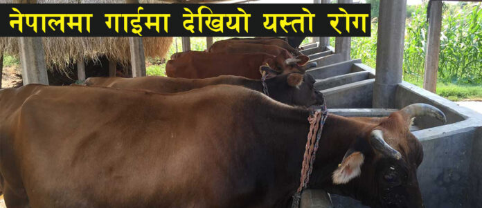 Cow in nepal