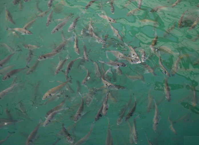 Fish