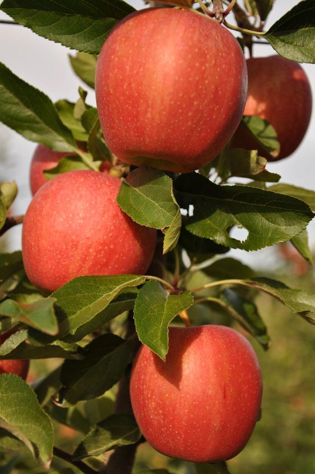 apple