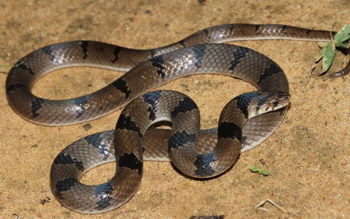 snake