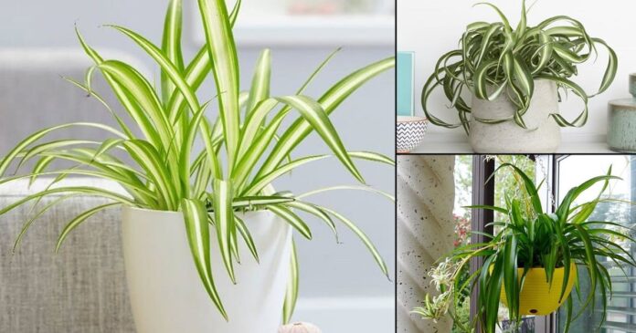 plant