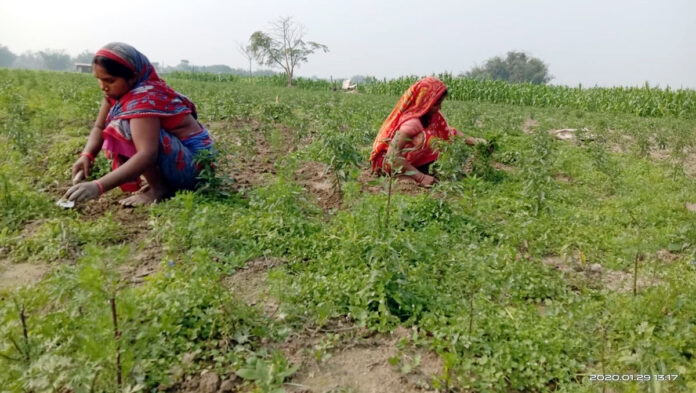 agricultur