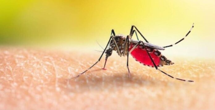 mosquito
